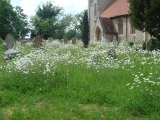 Daisies